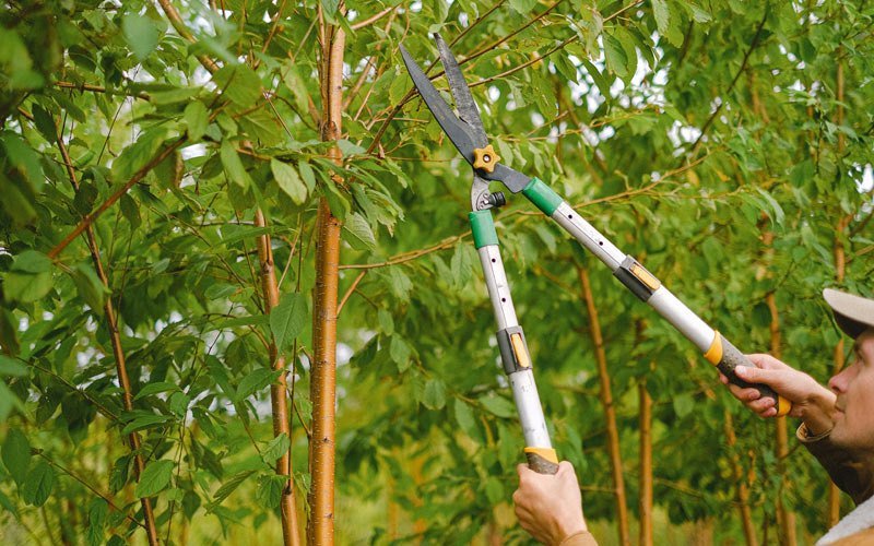 Tree trimming in Bucoda, WA