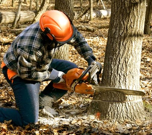 Tree Removal in Bucoda, WA